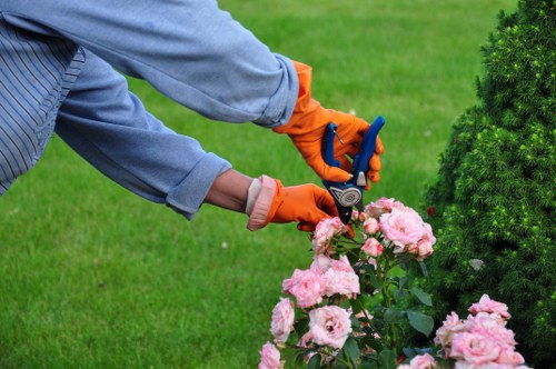 The image shows a gardener's hands, clad in bright orange gloves, using garden pruning shears to trim a lush, pink-flowered shrub in a well-maintained front or back garden space. The shrub features dense clusters of soft pink blossoms and dark green foliage, situated near a neatly trimmed coniferous hedge or bush. The garden area has a vibrant green lawn with evenly cut grass extending into the background, suggesting regular lawn care. The scene appears to be outdoors on a clear, sunny day, with natural light illuminating the garden's various textures and colours. The background hints at additional garden elements such as other shrubs or trees, and the environment emphasizes tidy, landscaped outdoor space typical of residential gardens in Lambeth. This image exemplifies professional garden maintenance activities that Gardening Services Lambeth might carry out, focusing on shrub trimming and lawn care to keep outdoor spaces attractive and healthy.